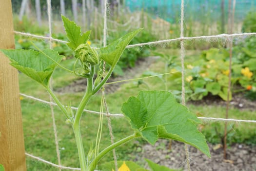 Cucurbit vine climbs a netting trellis in an allotment. Male and female flowers can be seen growing on the spiky plant