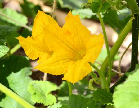 Bright yellow male flowers of a cucurbit plant with pollen-covered stamen, among dense green leaves