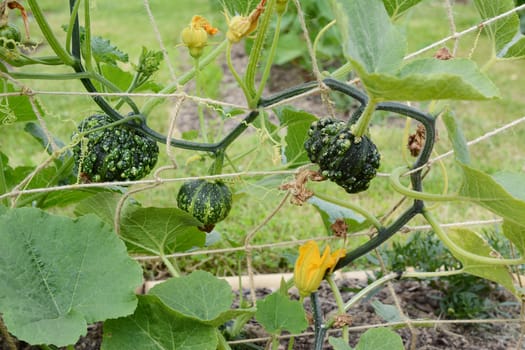 Warted dark green ornamental gourds still bearing the spent flowers, growing on spiky vines