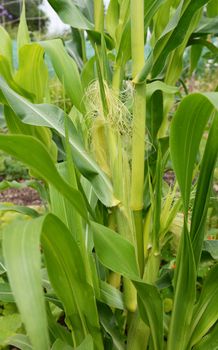 Two corn cobs growing on a Fiesta sweetcorn plant among long green leaves - Calico corn
