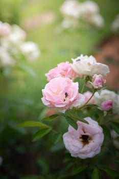 Roses in the garden, Roses are beautiful with a beautiful sunny day.