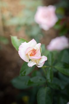 Roses in the garden, Roses are beautiful with a beautiful sunny day.