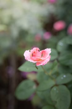 Roses in the garden, Roses are beautiful with a beautiful sunny day.