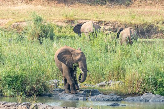 An african elephant feeding on reeds on an island in the Olifants River