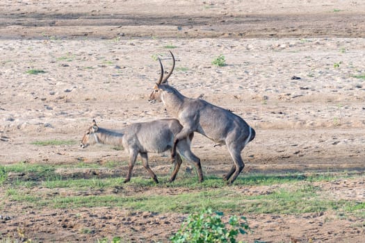 Waterbuck bull trying to mate with an unwilling cow