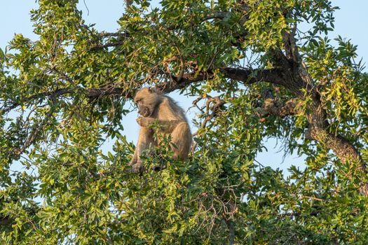 A Chacma baboon, Papio ursinus, eating fruit in a tree