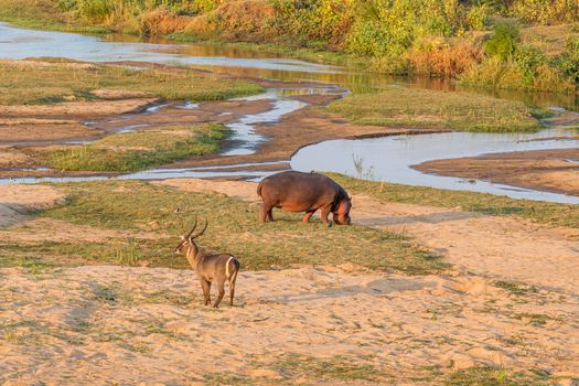 A hippo and a male waterbuck in the Letaba River