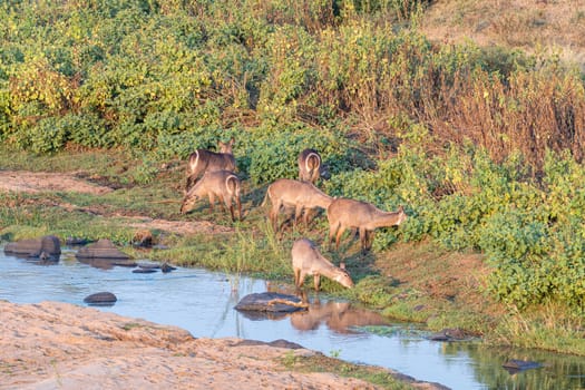 Waterbuck females, Kobus ellipsiprymnus, grazing next to a river