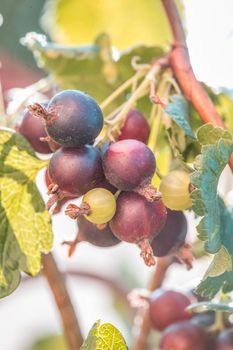 Close up of bush branch jostaberry - hybrid between black currant and gooseberry