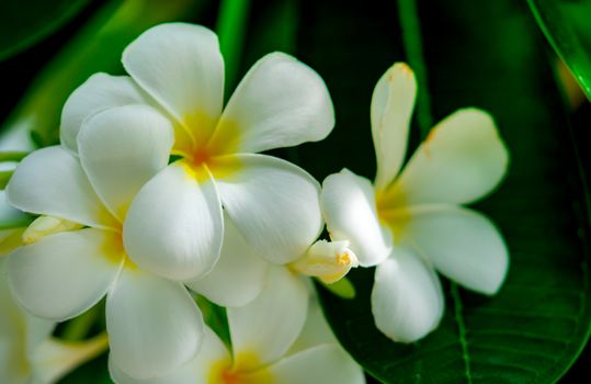 Frangipani flower (Plumeria alba) with green leaves on blurred background. White flowers with yellow at center. Health and spa background. Summer spa concept. Relax emotion.