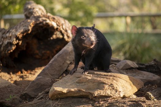 Tasmanian Devil outside during the day in Hobart, Tasmania.