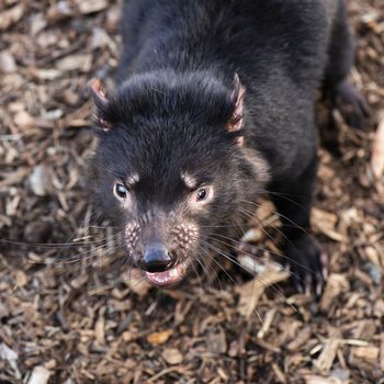 Tasmanian Devil outside during the day in Hobart, Tasmania.