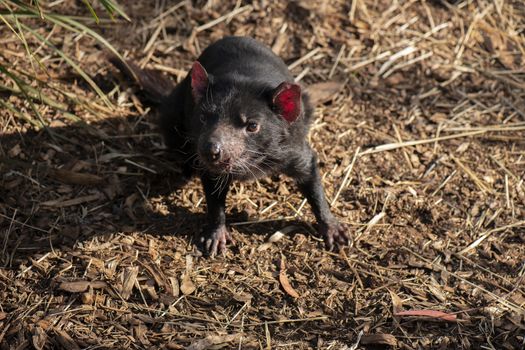 Tasmanian Devil outside during the day in Hobart, Tasmania.