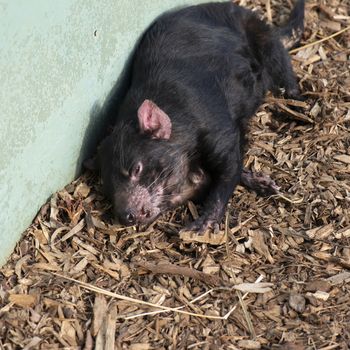 Tasmanian Devil outside during the day in Hobart, Tasmania.