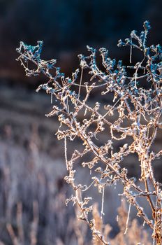 Autumn background with grass and forest covered with frost in the early frosts.