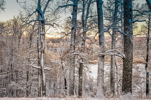 Bright winter landscape with trees in the forest at sunrise.