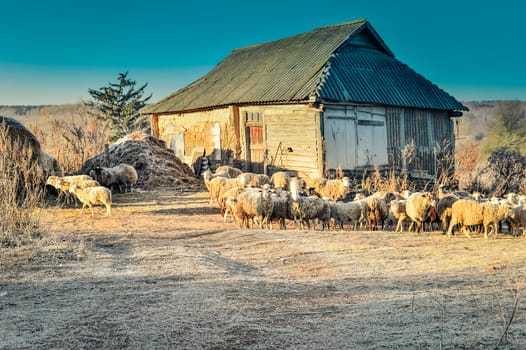 Rural landscape with sheep and house autumn morning in the freezing