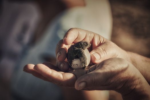 Sea turtle hatching from the shell at dawn while holding it in the hands