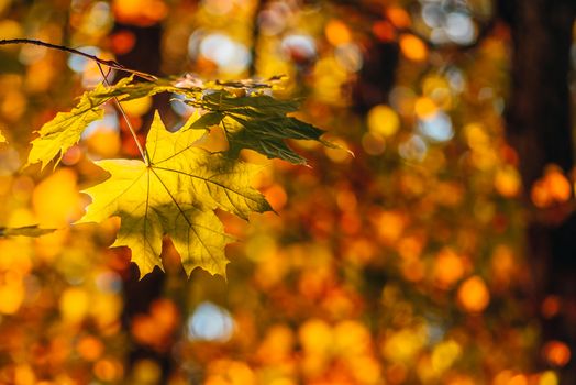 Yellow maple foliage on a forest background