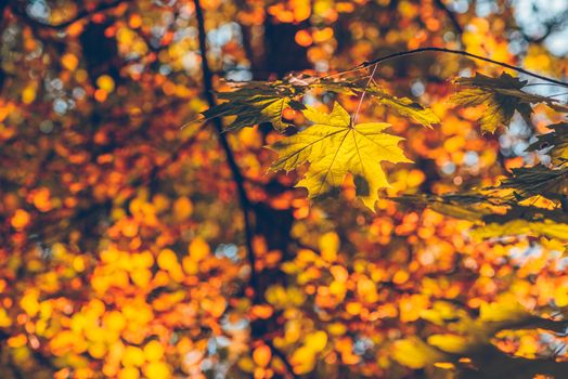 Yellow maple foliage on a forest background