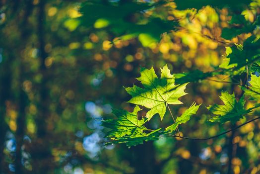 Green maple foliage on a forest background