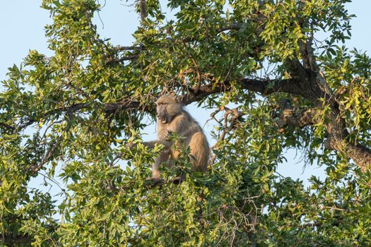 A Chacma baboon, Papio ursinus, eating fruit in a tree