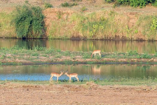 Impala rams, Aepyceros melampus, next to a river