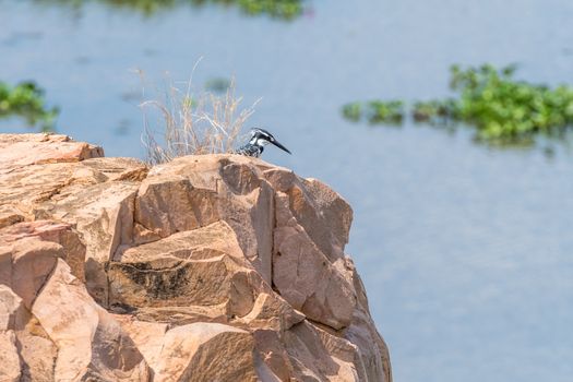 A pied kingfisher, Ceryle rudis, on a rock above the Letaba River