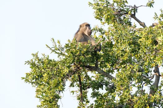 A Chacma baboon, Papio ursinus, sitting in a tree