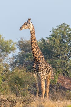 A South African Giraffe, Giraffa camelopardalis giraffa, looking sideways