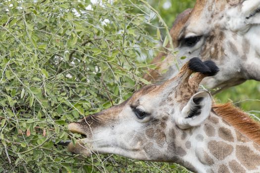 Close-up of a South African Giraffe, Giraffa camelopardalis giraffa, browsing on a tree with its tongue visible