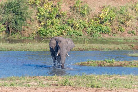 An African Elephant, Loxodonta africana, in the Letaba River