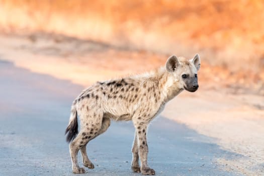 A young spotted hyena standing in a road at sunrise