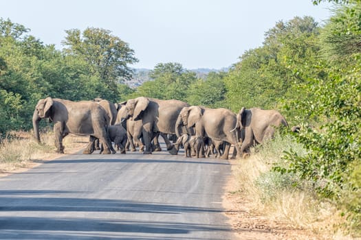 A herd of African elephants crossing road H1-6 