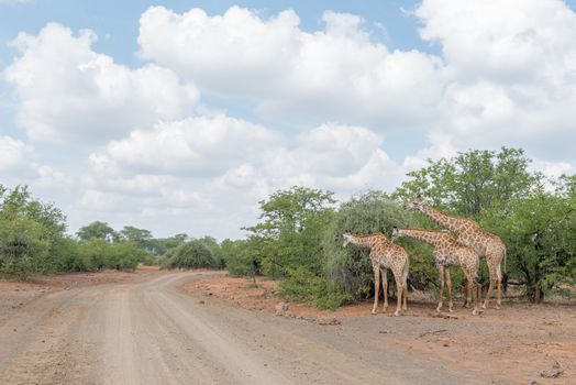 Three South African Giraffes, Giraffa camelopardalis giraffa, browsing on a tree next to a gravel road