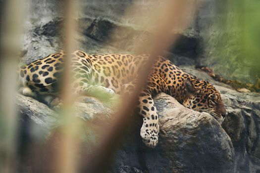 jaguar resting on the rock in zoo