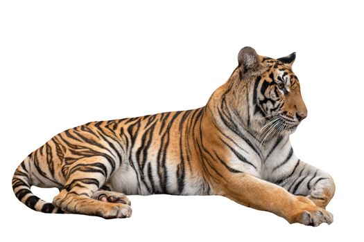 female bengal tiger lying isolated on white background