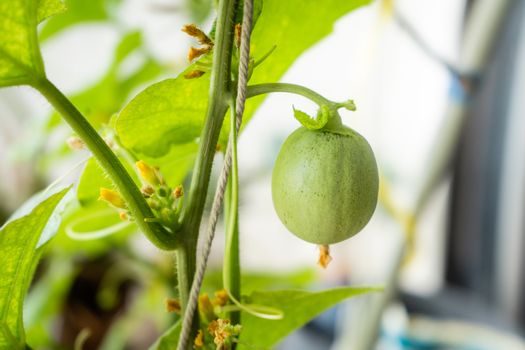 Fresh Cantaloupe hanging with mesh on tree in the plantation.