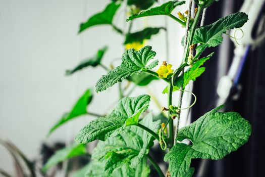 Seedlings cucumbers. The cultivation of cucumbers in greenhouses. Seedlings in the greenhouse. Growing of vegetables in greenhouses