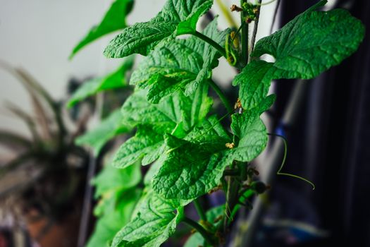 Seedlings cucumbers. The cultivation of cucumbers in greenhouses. Seedlings in the greenhouse. Growing of vegetables in greenhouses