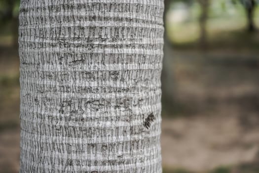 Coconut tree texture. Abstract of coconut tree texture for background used