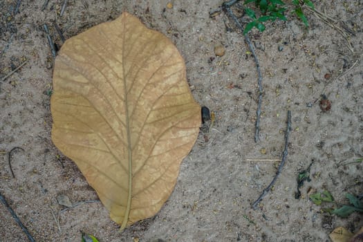 A brown leaf on dead leaves covered forest ground in autum