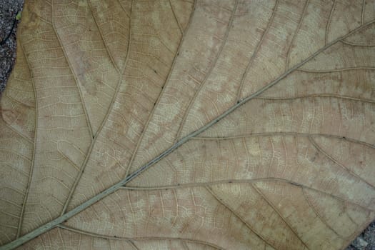 Close up of a dead leaf. Close up of a yellow dead leaf with many veins. It can be used as a background image
