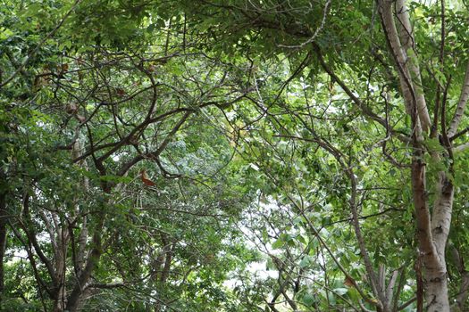 The branches are green leaves.use for leaf background