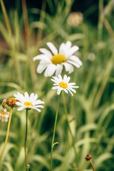 Meadow Daisy Flower at Sunny Day on Blurred Background.