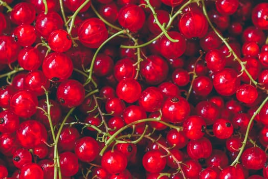 Background of Ripe and Juicy Red Currant.