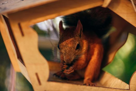 Red squirrel eats nuts in handmade feeder in city park.