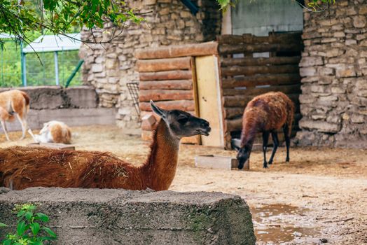 Red and furry alpaca in a farm. Few alpacas on background.