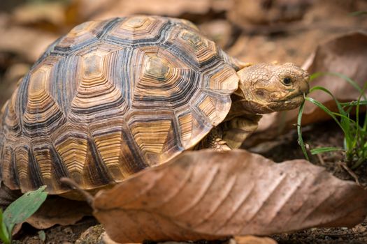 Turtle walks on the dry leaves in the forest. Concept of wildlife in the tropical forest.