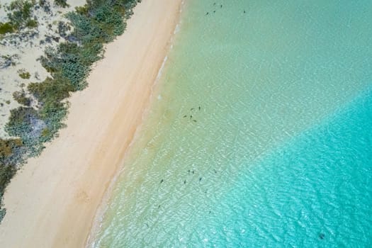 Aerial image of reef sharks breading close to the beach of Coral Bay Australia